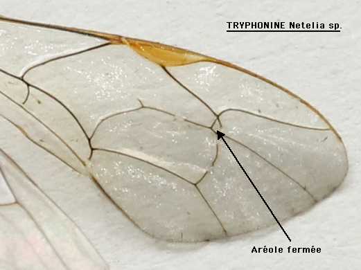 tryphonine-netelia-areole.jpg